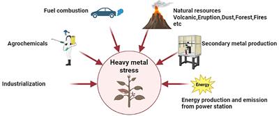 Recent progress on the microbial mitigation of heavy metal stress in soybean: overview and implications